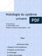 Histologie Systéme Urinaire