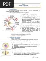 El Ciclo Celular