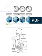 Aparato Digestivo