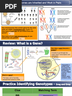 Genetic Patterns and Diseases Presentation