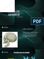 3-Mandibula.h.propios - Vomer y Malar