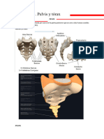 T.21 Pelvis y Torax