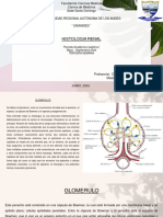 Histologia Renal 3era Semana