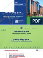 28-29 - BMS305 - Anatomy - Development of Urinary system-Lect-7-8-Spring 2024