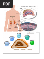 Adrenal Glands