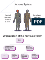 Nervous System