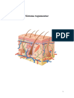 Sistema Tegumentar