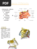 9 Órgano Olfatorio