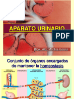 Aparato Excretor