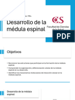 Desarrollo Medula Espinal