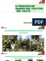 Las Principales Enfermedades Del Cultivo Del Palto