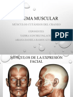 Musculos Faciales