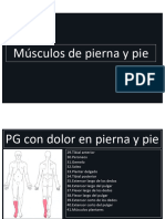 3 Musculos de Pierna y Pie