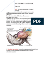 Muşchii Membrului Superior