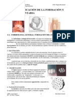 UD.1.-Identificación de La Formación y Erupción Dentaria