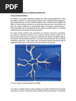 Irrigación Cerebral