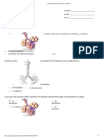 Sistema Respiratorio - Imprimir - Quizizz