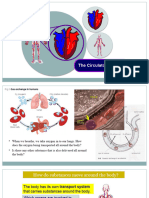 Circulatory System Part 1