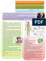 Ficha 01 La Coordinacion Nerviosa Unidad Vii para Segundo 2023