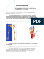 Generalidades Sobre Osteologia