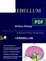 Cerebelum