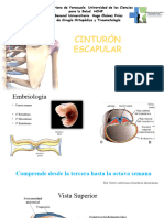 Clavicula y Escapula - 100354