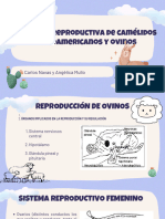 CLINICA DE REPRODUCTIVA DE LOS CAMELIDOS SUDAMERICOS Y OVINOS - PPTX - 20240612 - 141434 - 0000