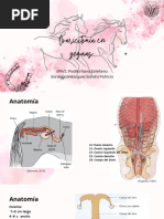 Ovariectomia en Yeguas