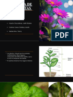 ANATOMIA DE LAS PLANTAS..-. Grupo 4