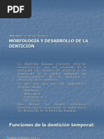 Morfología y Desarrollo de La Dentición