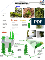 Briófitas - 2º Ano EM - Professor Marcelo FNC