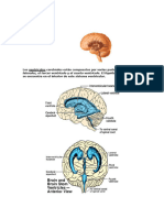 Ventrículos y Meninges