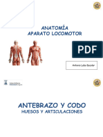 15 Esqueleto Antebrazo, Codo y Hombro. Anatomía Locomotor