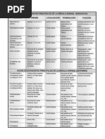 ANATOprimerparcial 1