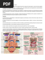 Abdomen