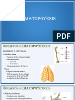 2 Hematopoyesis