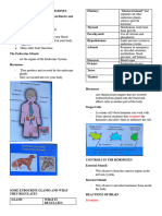 Endocrine System