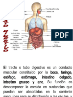 Sistema Digestivo