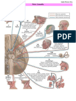 Neuro 2 - Pares Craneales