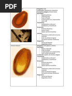 Protozoarios de Rumiantes