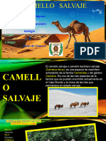 Camello Salvaje