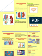 Triptico Sistema Excretor