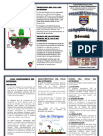 Triptico Ciclio Biogeoquímicos Del Nitrógeno