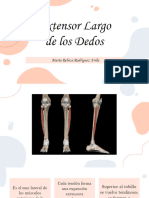 Extensor Largo de Los Dedos