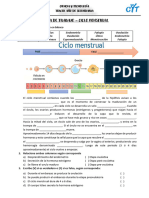 FICHA DE TRABAJO Ciclo Menstrual