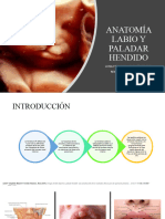 Anatomia Labio y Paladar Hendido