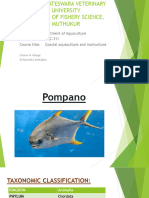 Culture of Pompano