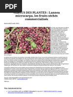 VERTUS DES PLANTES - Lannea Microcarpa, Les Fruits Séchés Commercialisés