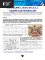 Fisiopatologia Endocrinologica Eje Hipotalamo Hipofisiario: Hipofisis