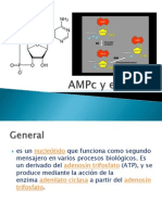 AMPc y El GMPC